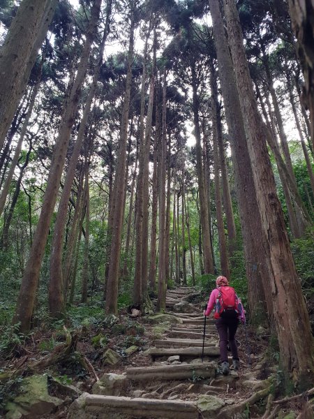 20190209再訪加里山523994