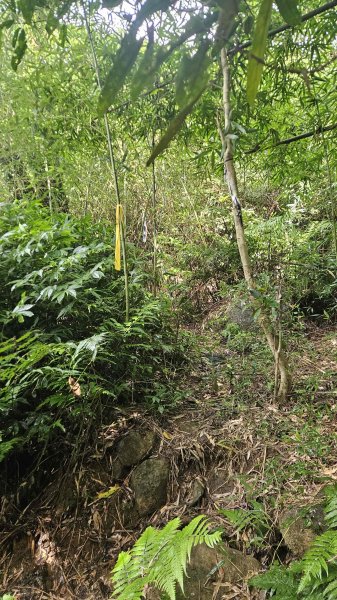 20250719遠景古道-雞母嶺古道(雞母嶺街-三叉港-土地公嶺山-雙澳崙)2841146