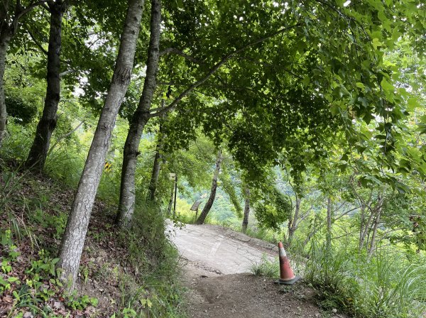 2025_0524 司馬庫斯神木群步道2797195