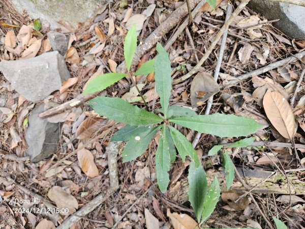 【谷關七雄】波津加(H1771.6m)肉腳配速成功2670518