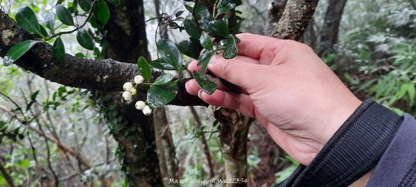 《苗栗》霧雨寒流｜三義三角山步道202512252969242
