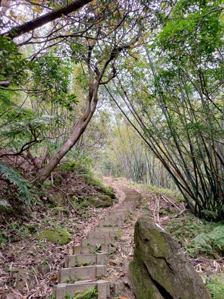 大棟山縱走(鶯歌上山佳下)1319272