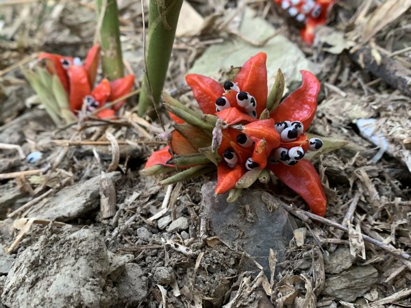 20260119高雄尾寮山(第24刷)2985560