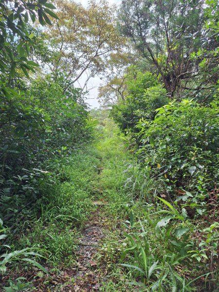 望龍埤三山O型202509272901706