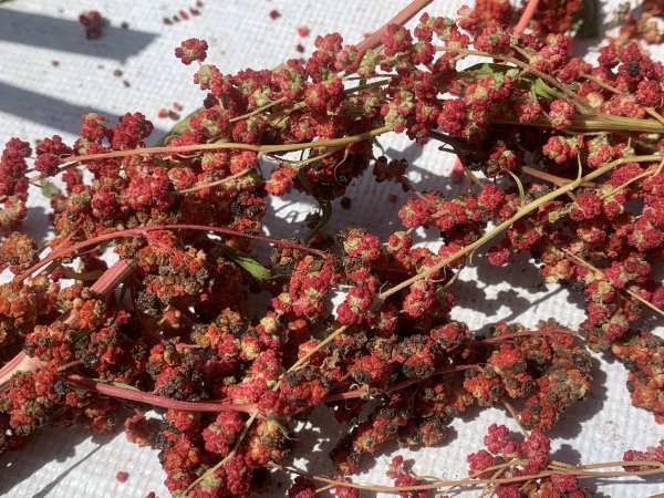 20250531屏東虻彈山東峰2803174