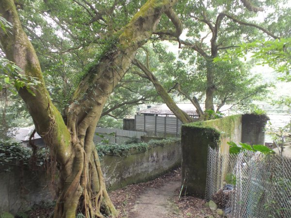 北投區陽峰古道+東昇步道+鼎筆橋步道十八挖水圳步道+猴崁古道+青春嶺步道+大屯瀑布8字走2775637