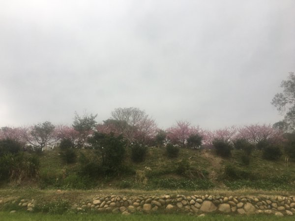 櫻花🌸秘境2411115