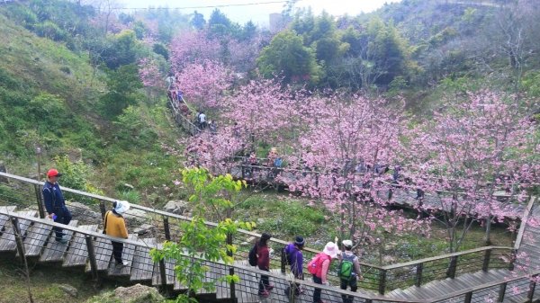 阿里山頂石桌 櫻之道123月櫻花季852354