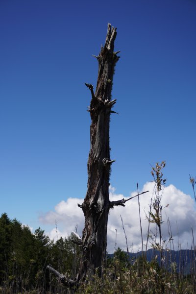 麟趾山一日遊3010209
