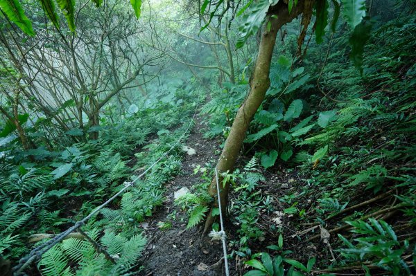 臺北 貓空圓山、貓空尖、十六分山、四面頭山、三玄宮山、鵝角格山、待荖坑山2585836