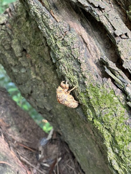 劍潭山+老地方觀機平台2922612