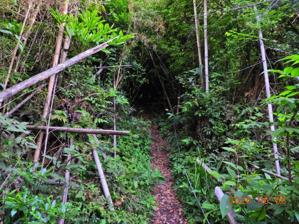 新竹 五峰 鳥嘴山、鵝公髻山986646