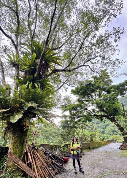 大舌湖山-漁光國小-茶園-虎寮潭吊橋2773014