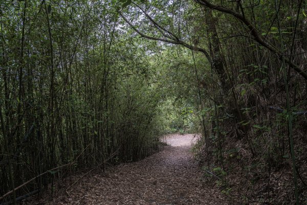 樹林與竹林交相的十二寮古道1368549