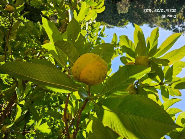 20251229石龜坑山上白石山下白石埤O走+阿姆坪2976742