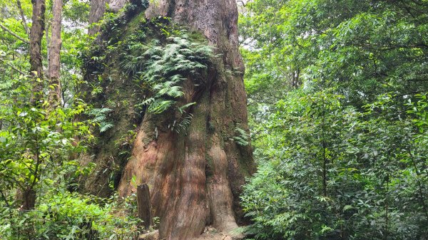 新竹尖石-內鳥嘴山2651368