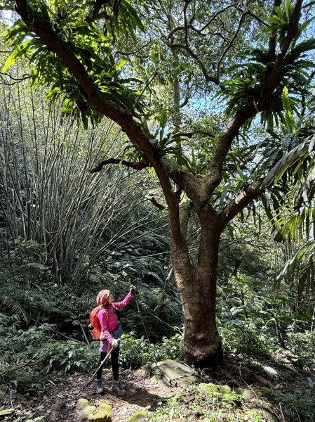 金面山-202503192770613