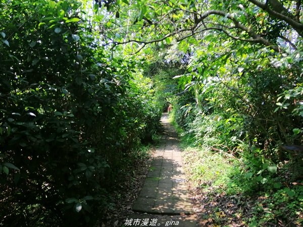 【基隆。仁愛】小百岳集起來。編號7小百岳~紅淡山步道1346384