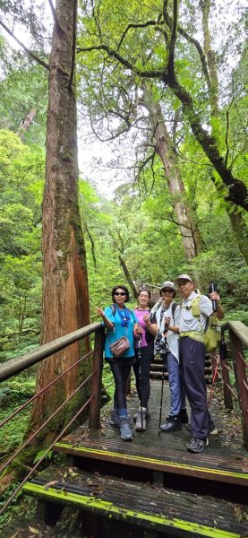 拉拉山巨木步道-塔曼山步道_202407022569681