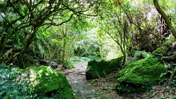 環七星山步道2837880