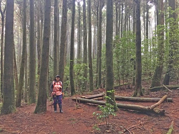 大雪山大崠山避暑趣2019/7/21634442