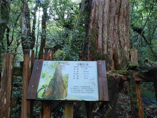 司馬庫斯神木群（西丘斯山、雪白山、東泰野寒山）2203610