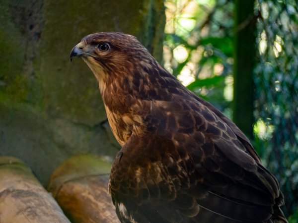 鳳凰谷鳥園2961134