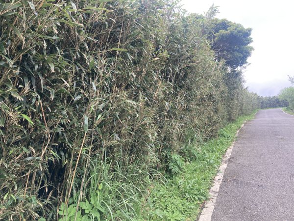 大屯山登山步道2472565