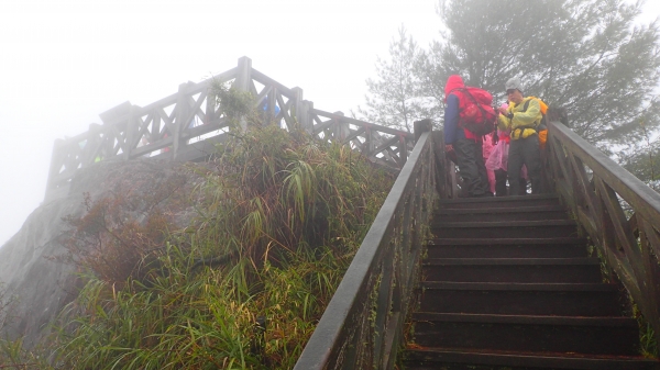 親近阿里山之鐵道櫻花巨木伴我行48039