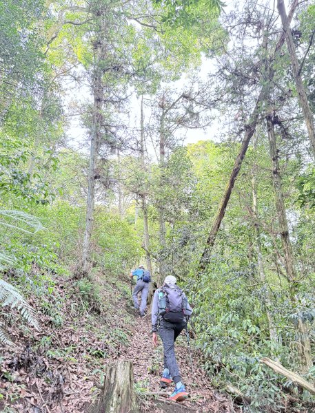 埔里登蜈蚣崙山、板仔寮山 2025.6.182815480