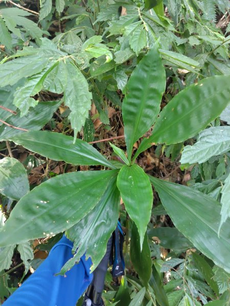 唐麻丹山 蝴蝶谷2918839