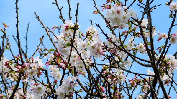 《蝶戀花・賞墨染櫻》2716464