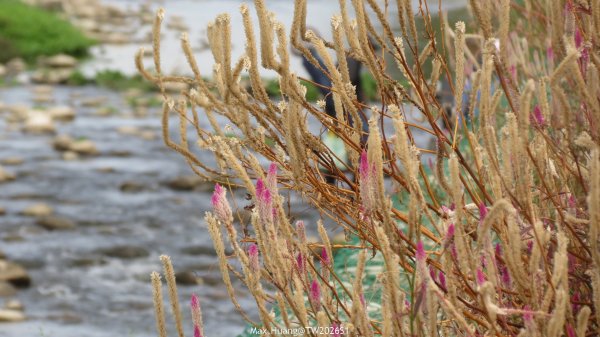 《台中》冬日暖陽｜筏子溪門戶迎賓水岸廊道健行賞鳥202601182983625