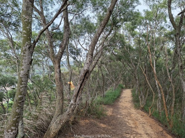 《台中》綠色隧道｜大肚環保公園登山步道O繞202604183038496