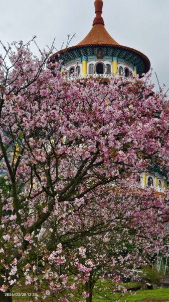 #天元宮 #吉野櫻 #頂湖小鎮 #紫藤 3/283024020