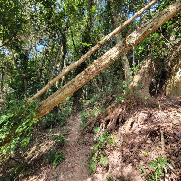 馬那邦山、細道邦山（小百岳）2435579