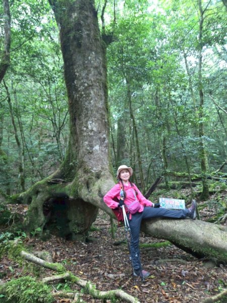 觀雪縱走~大園登山協會2828651