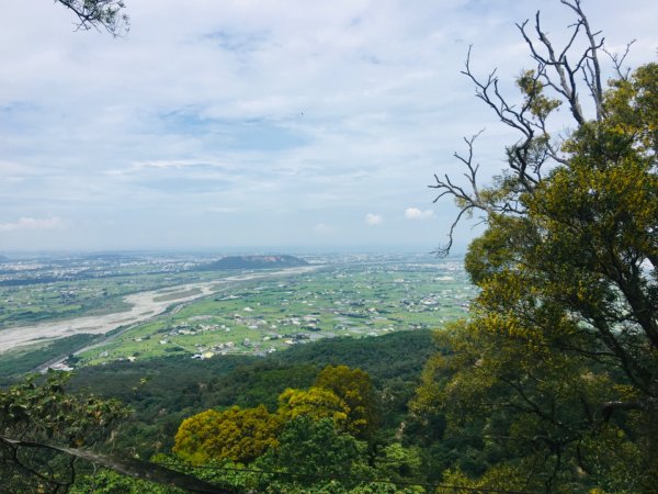 1090611火炎山相思樹花大開992663