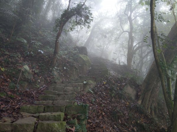 搭阿里山森鐵去登獨立山(小百岳#58)。走大巃頂賞茶園風光 (2020/11/8)1427687