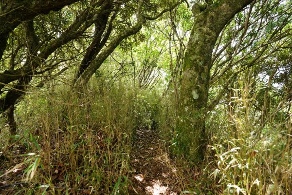 新竹 五峰 油羅山、霞山2798297