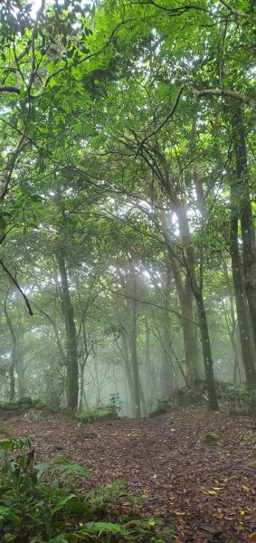 水雲三星之一_橫龍、騰龍小O縱走2229370