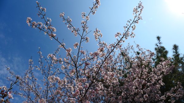 熊本水前寺成趣園,熊本城3028456