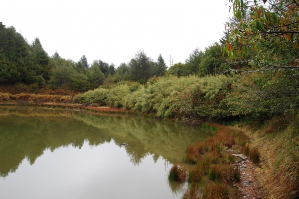 【春夏之際】大雪山神木,天池與帝雉19280