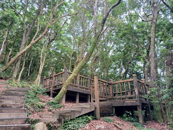 【桃園復興】台灣百大必訪步道。 東眼山森林遊樂區-東眼山自導式步道2835932