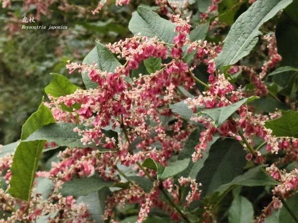 [玉山尋寶任務-09/12] 2025_0928 麟趾山步道2899864