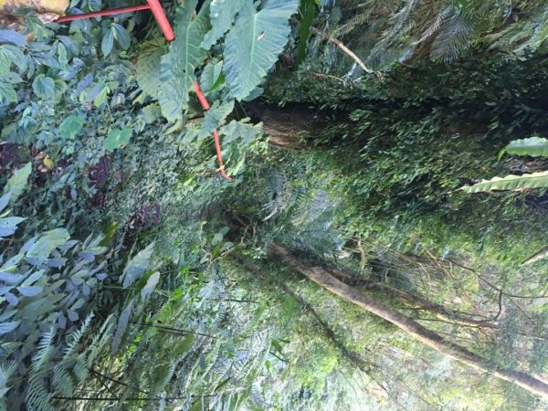 北得拉曼神木步道、內鳥嘴山、山毛櫸、瀑布2348797