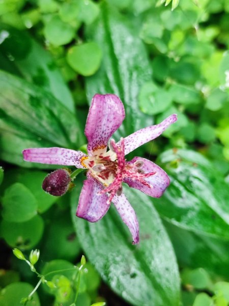 九讚頭車站-大崎棟.茶亭.逃學.騎龍古道20幾K繞大O2972535