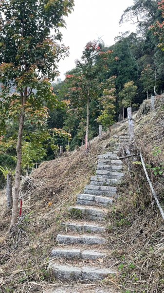 230312-撿一座被遺忘的小百岳#067 竹子尖山。美美兔階梯陡上稜線O型環走一圈。2116534