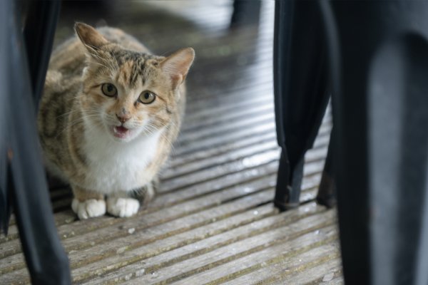 東眼山雨中尋幽2975355