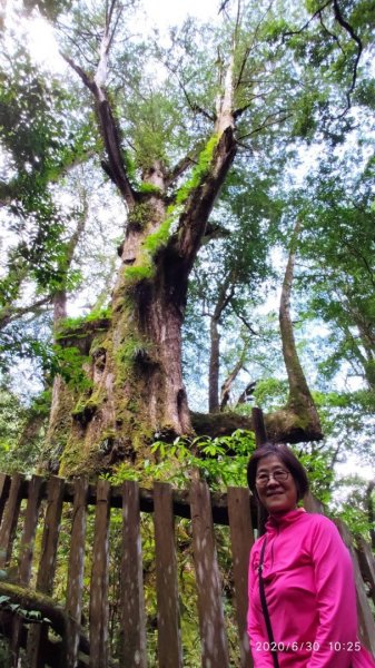 鎮西堡、司馬庫司巨木群-探訪森林感受大地之母蘊育雄偉1348610